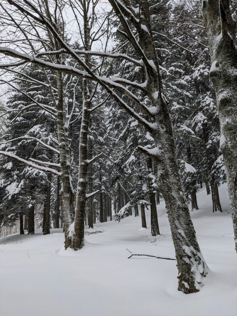 Bosco innevato lungo il sentiero 109A