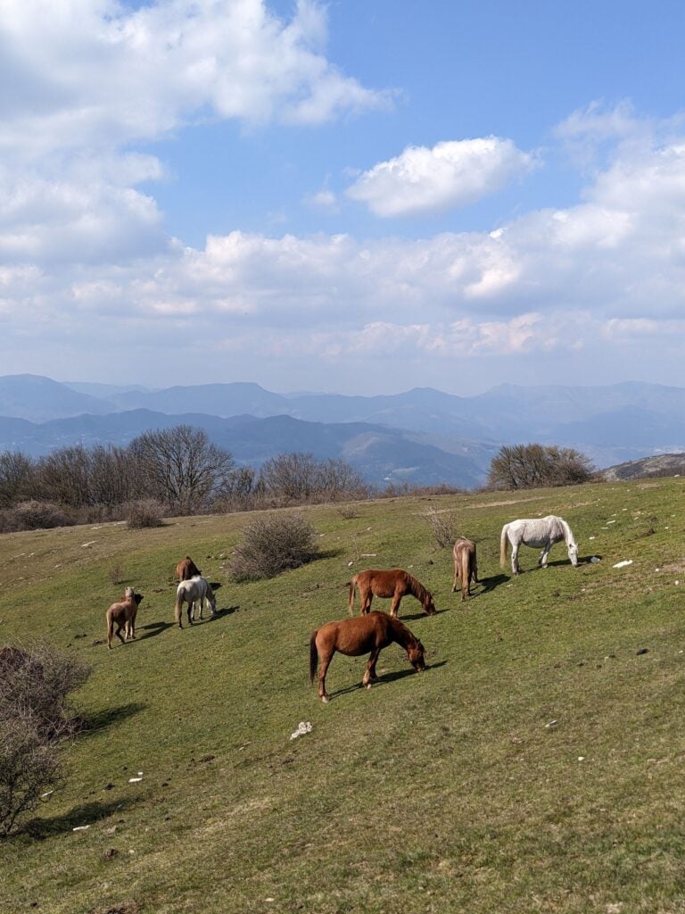 Cavalli sul Monte Maggiore