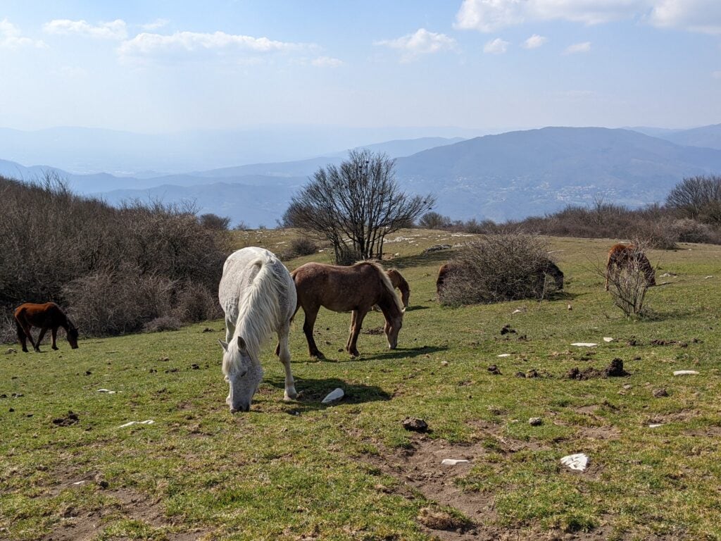 Cavalli sul Monte Maggiore e sullo sfondo Javello e Migliana
