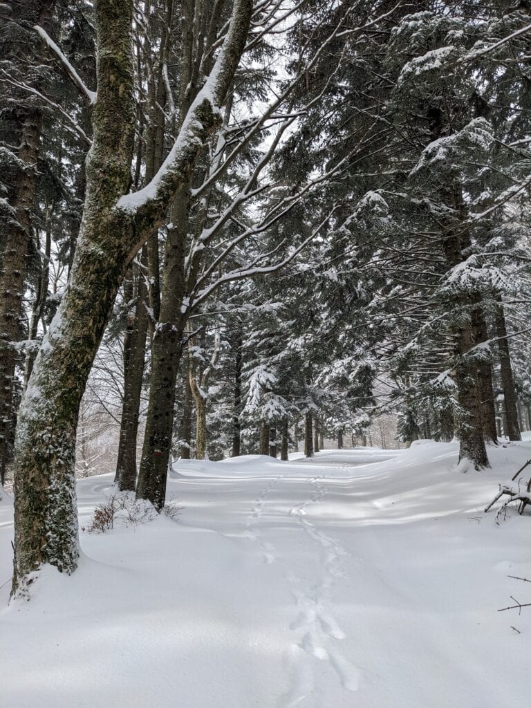 Tracce nel bosco innevato lungo il sentiero 109A