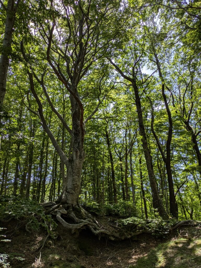 Albero con radici contorte nella Riserva Acquerino Cantagallo