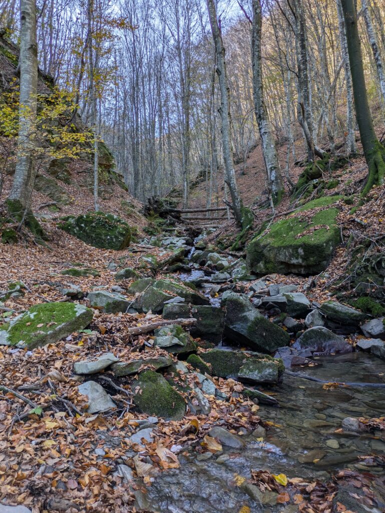 Bosco della Riserva Acquerino Cantagallo in autunno