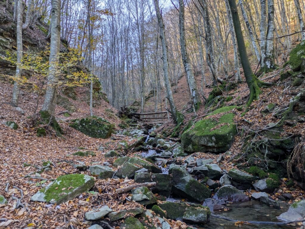 Bosco della Riserva Acquerino Cantagallo in autunno