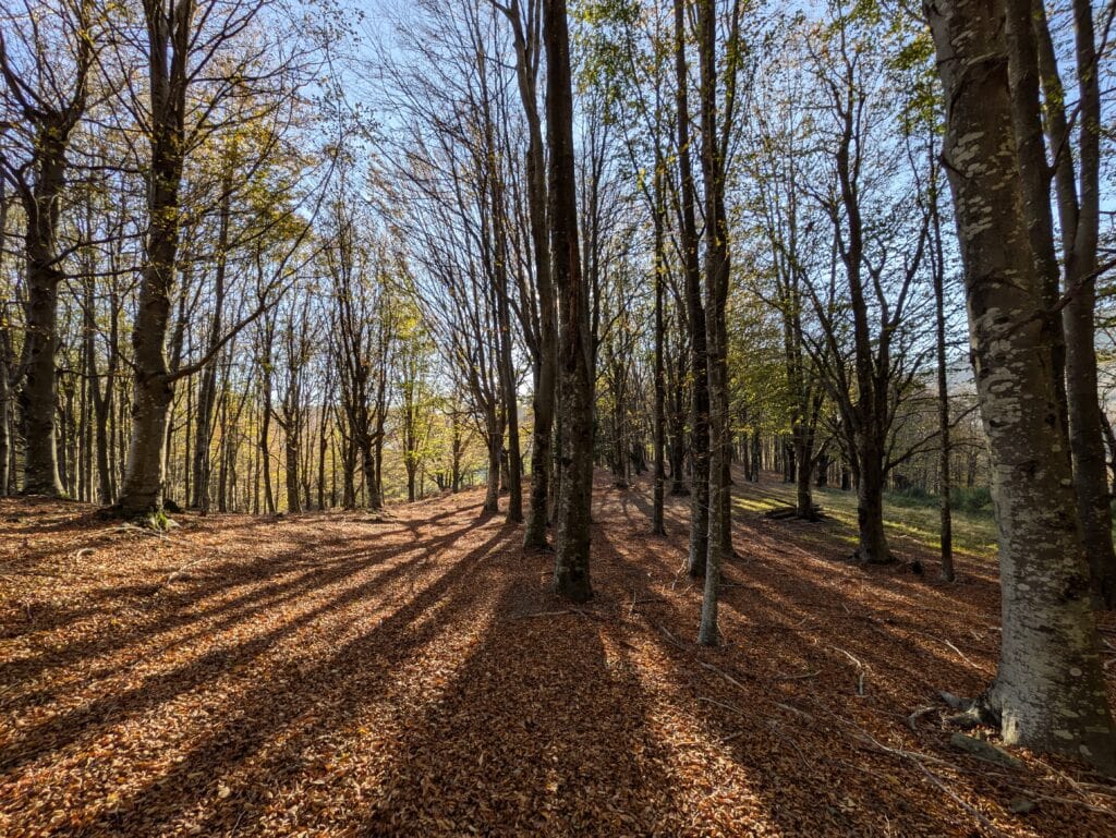 Bosco della Riserva Acquerino Cantagallo in autunno