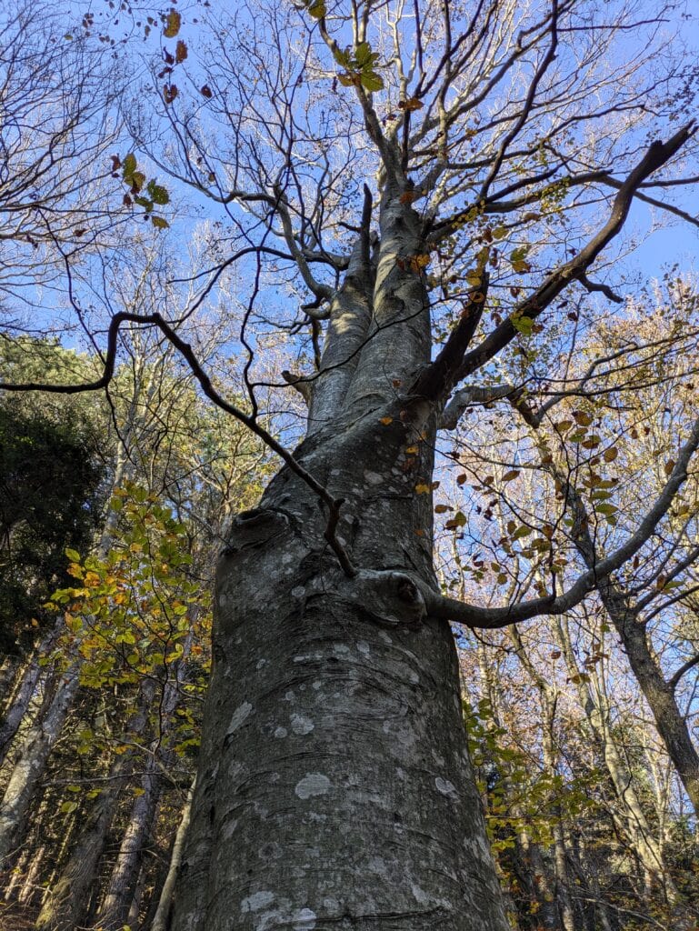 Bosco della Riserva Acquerino Cantagallo in autunno