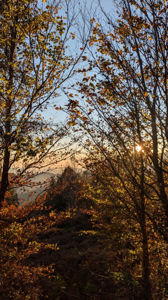 Bosco della Riserva Acquerino Cantagallo in autunno