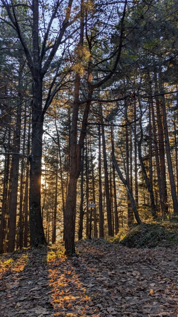Bosco della Riserva Acquerino Cantagallo in autunno