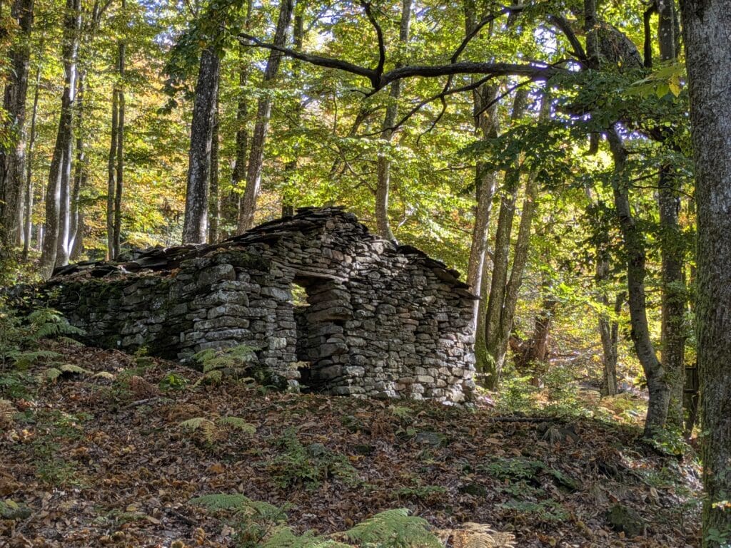 Cannicciaia nel bosco in autunno