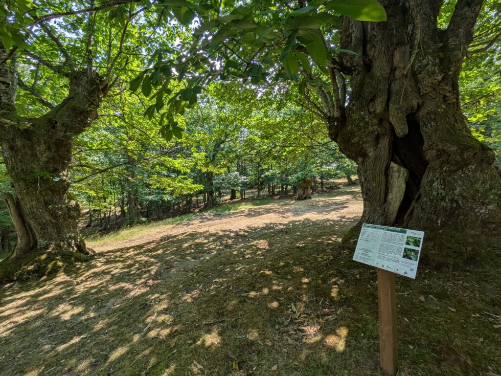 Castagni secolari della Torraccia