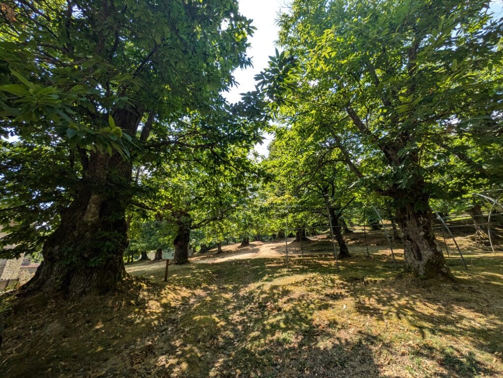 Castagni secolari della Torraccia
