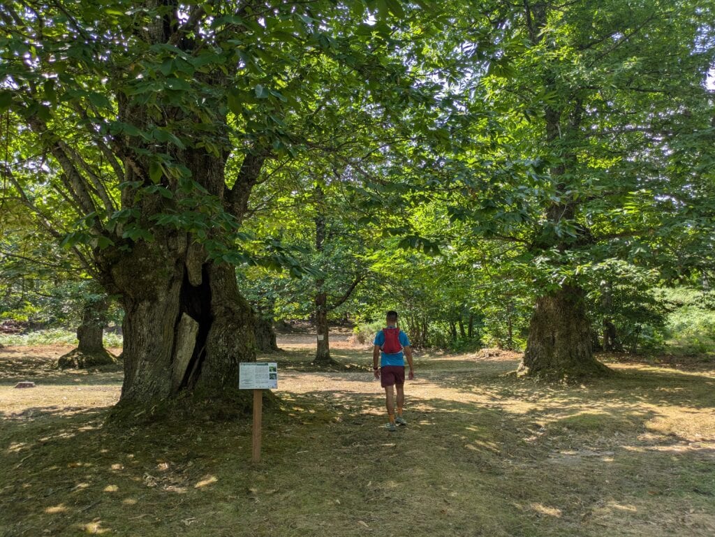Castagni secolari della Torraccia