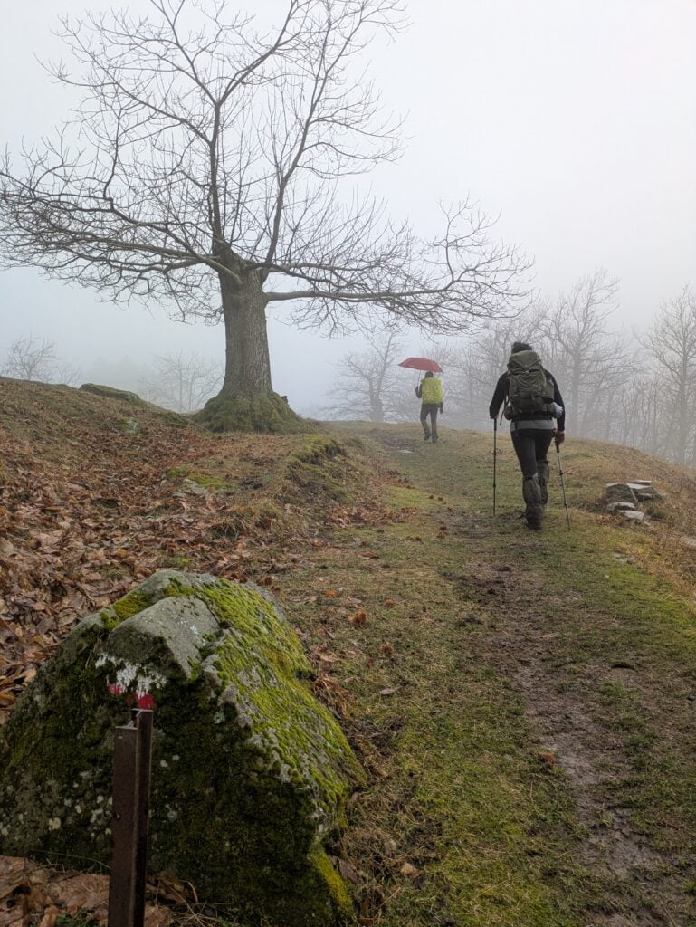 Castagni secolari in autunno nella nebbia