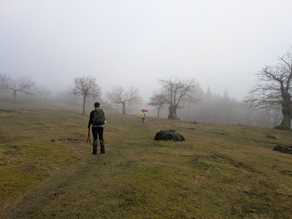 Castagni secolari in autunno nella nebbia