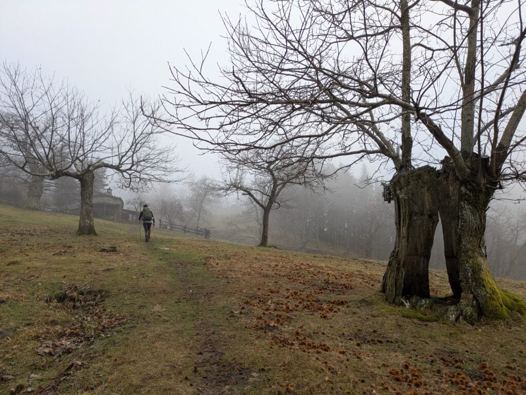 Castagni secolari in autunno nella nebbia