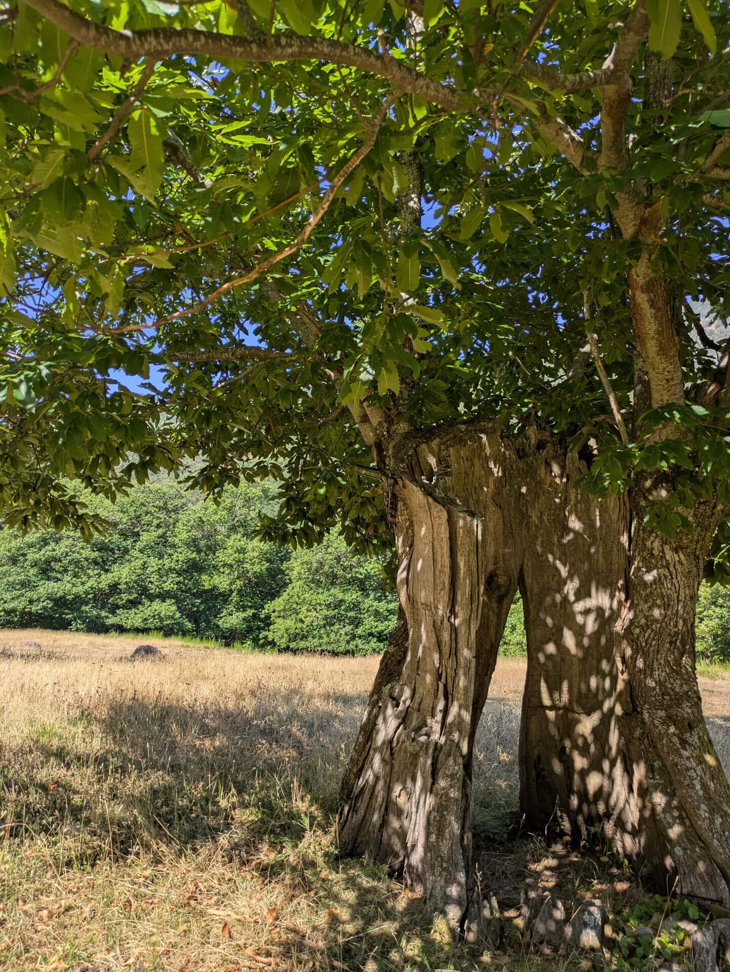 Castagno secolare nella calura estiva