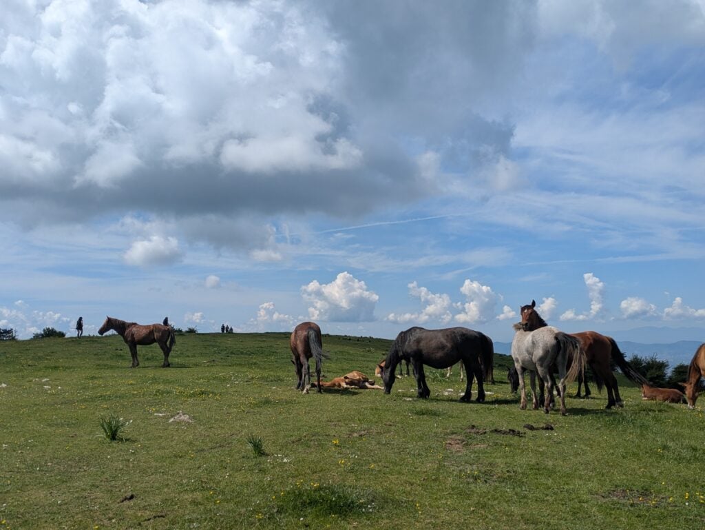 Cavalli sul Monte Maggiore Calvana