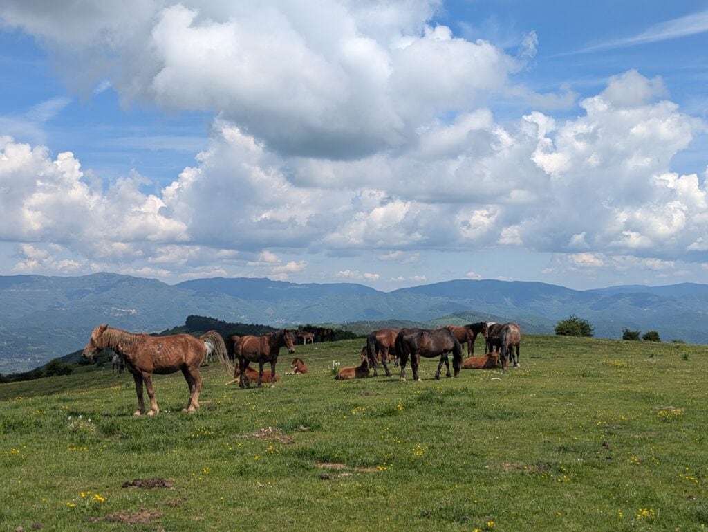 Cavalli sul Monte Maggiore Calvana