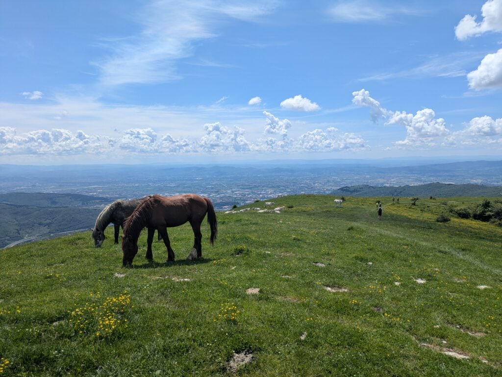 Cavalli sul crinale tra Cantagrilli e Cocolla