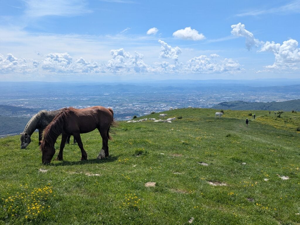 Cavalli sul crinale tra Cantagrilli e Cocolla