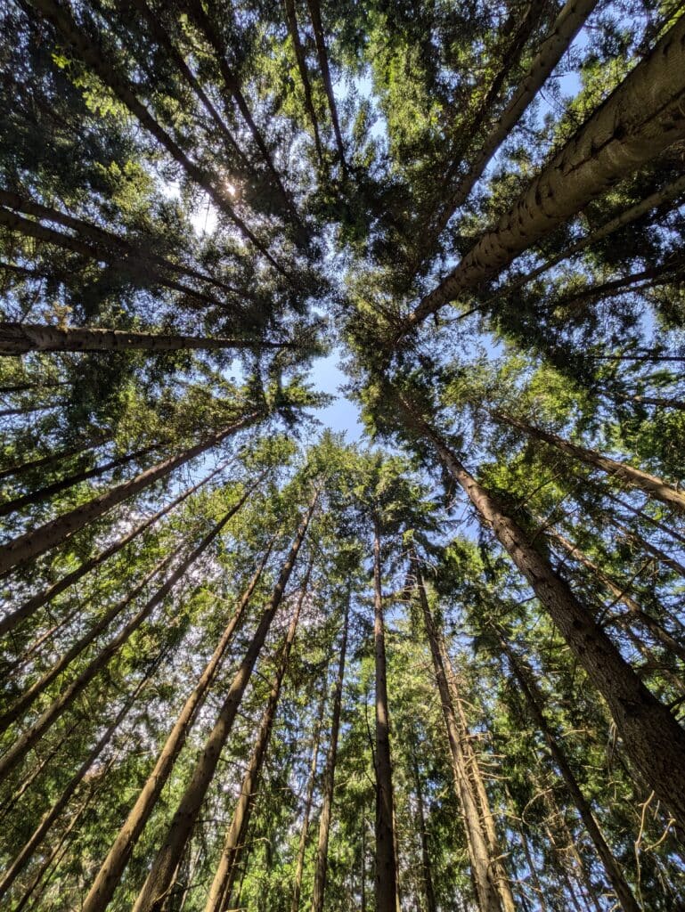 Gli abeti si allungano verso il cielo visti dal basso