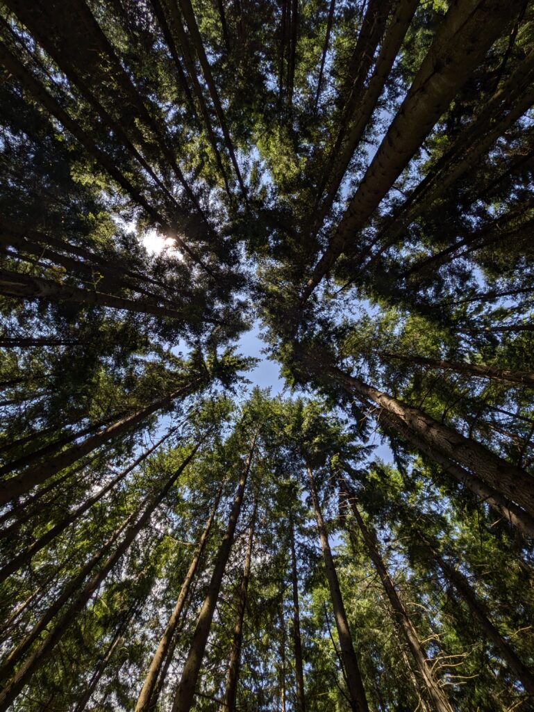 Gli abeti si allungano verso il cielo visti dal basso
