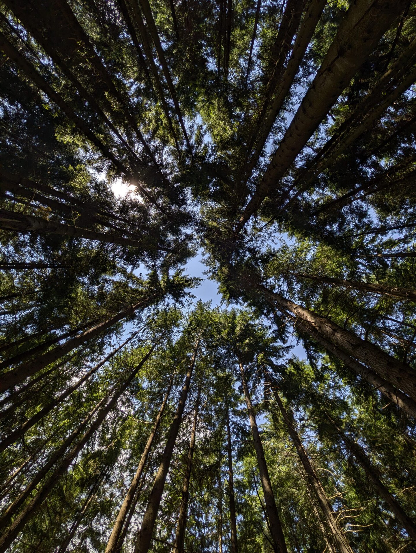 Gli abeti si allungano verso il cielo visti dal basso