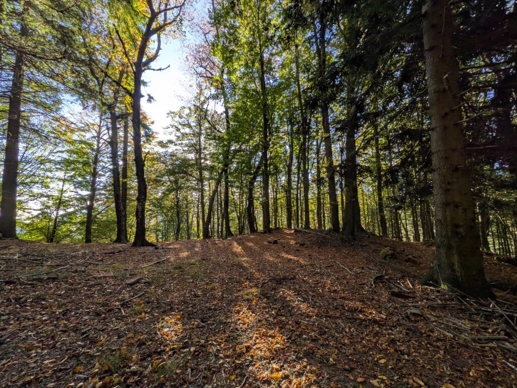 I raggi solari filtrano nel bosco in autunno