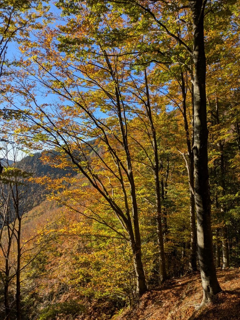 Il bosco della Riserva Biogenetica Acquerino si colora in autunno