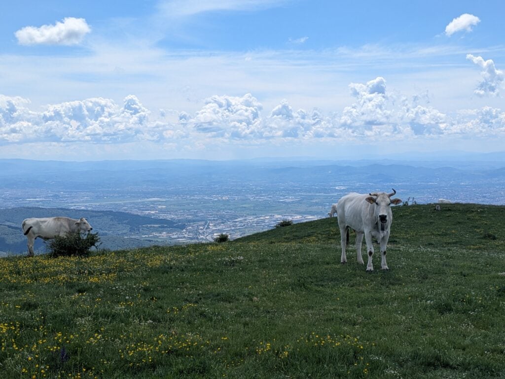 Mucche al pascolo sul Monte Cantagrilli