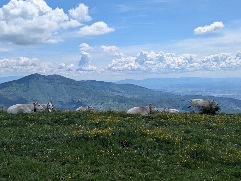 Mucche al pascolo sul Monte Cantagrilli