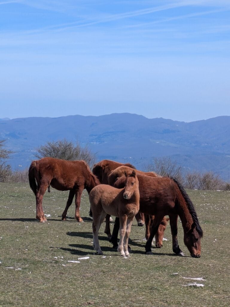 Puledro e cavalli sul Monte Maggiore