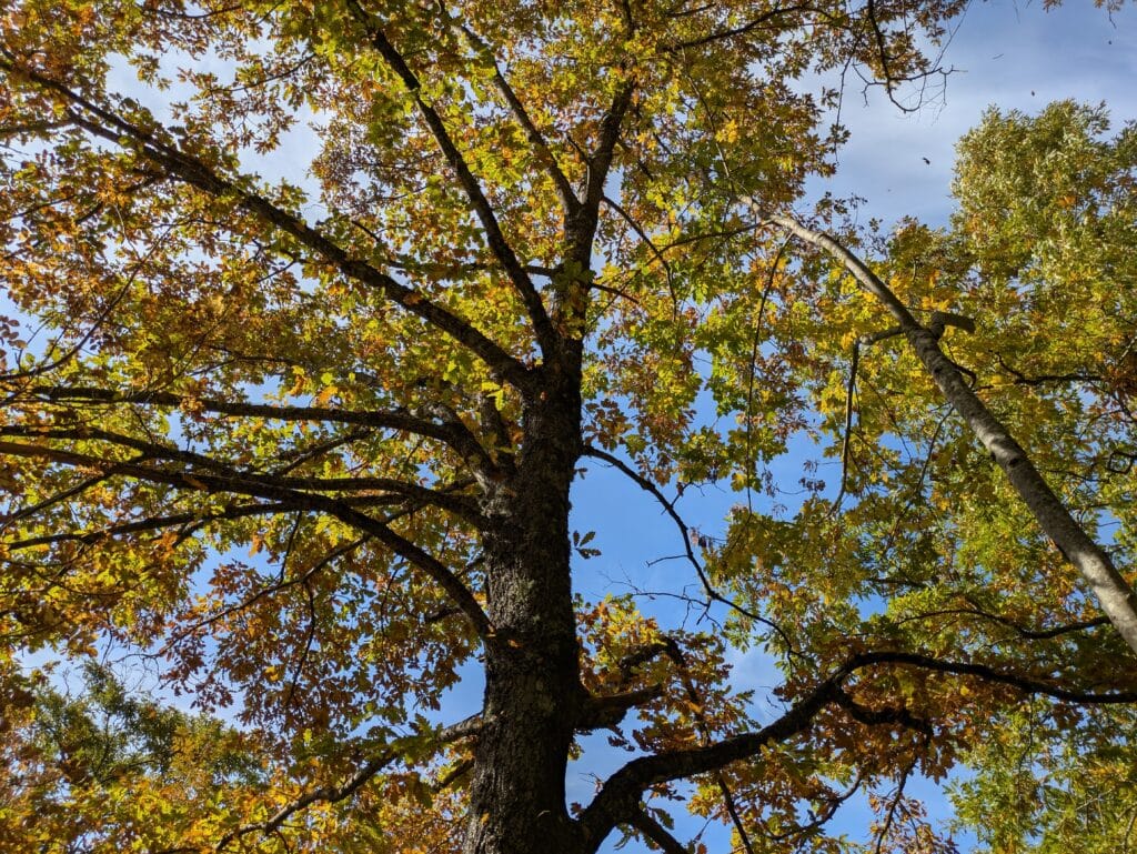 Querce in veste autunnale si spogliano delle foglie
