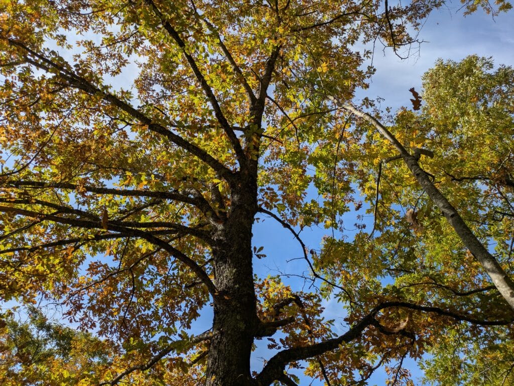 Querce in veste autunnale si spogliano delle foglie
