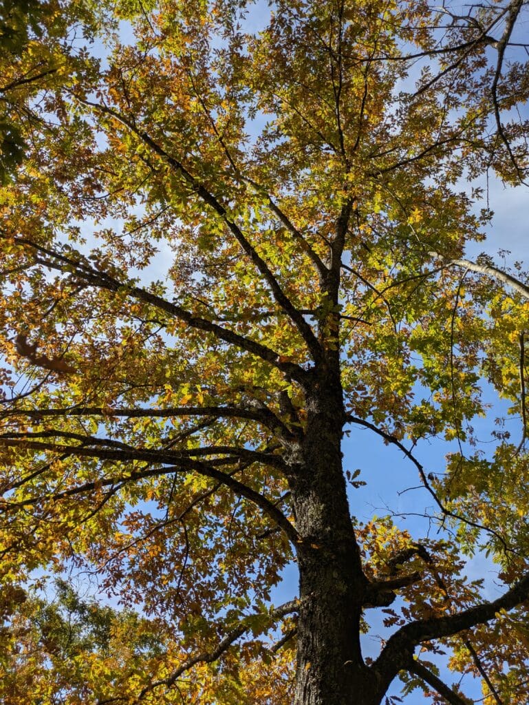 Querce in veste autunnale si spogliano delle foglie