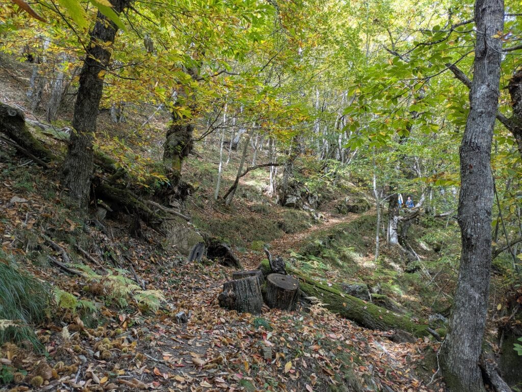 Sentiero antica mulattiera nel bosco autunnale sotto Torri