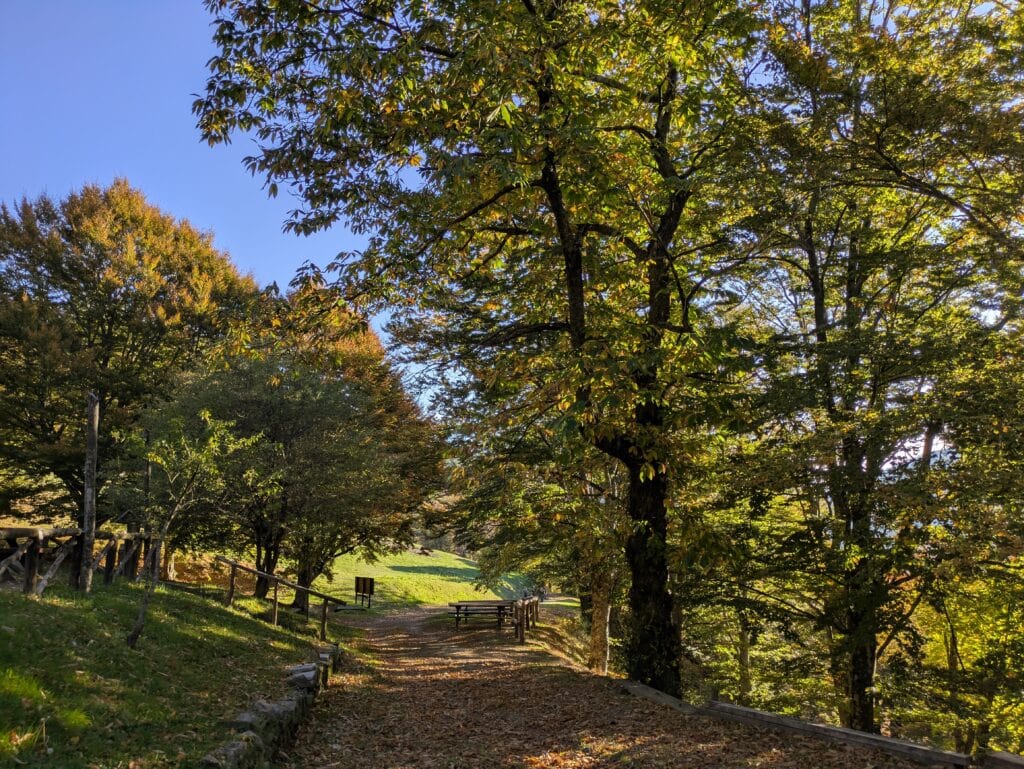 Strada del Rifugio Faggione delle Valli in autunno