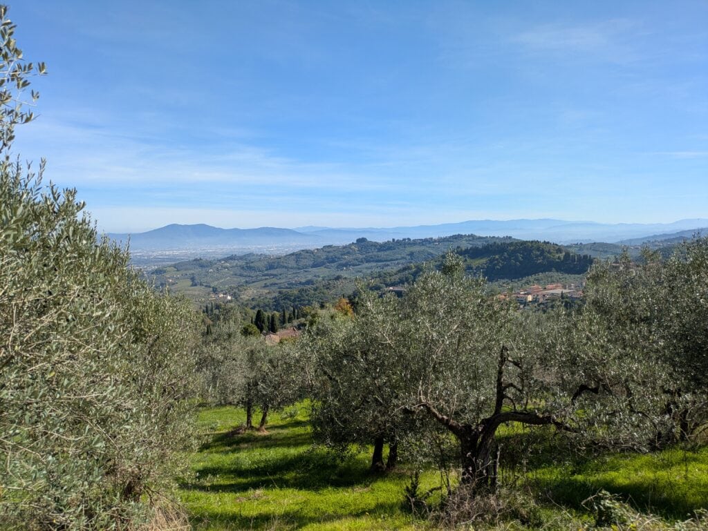 Ulivi a Carmignano Montalbano sullo sfondo Javello, Monteferrato e la Calvana
